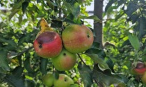 Caldo, il fenomeno nuovo della frutta che si scotta