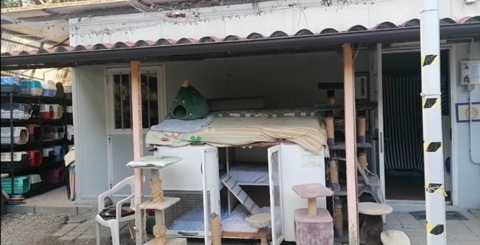 Gattile di Ivrea, una nuova casa per i mici