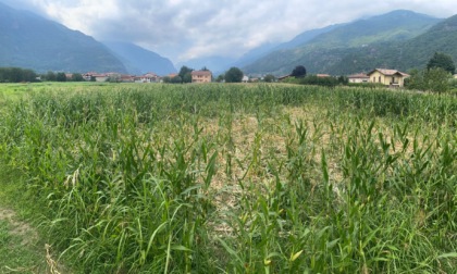 Reti protettive tagliate: qualcuno apre i varchi nei campi ai cinghiali che distruggono le coltivazioni