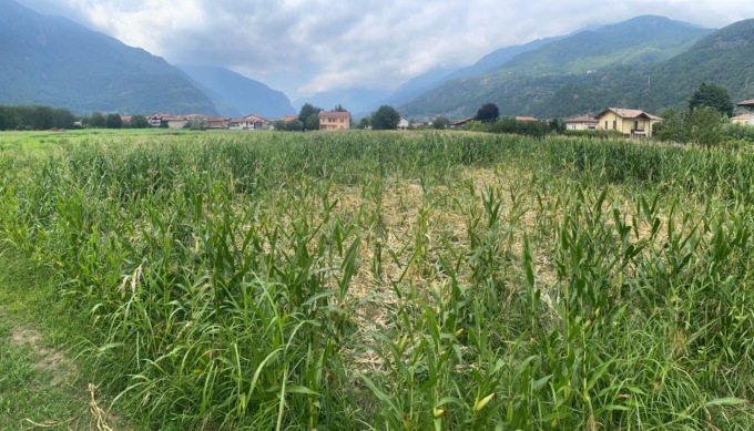 Reti protettive tagliate: qualcuno apre i varchi nei campi ai cinghiali che distruggono le coltivazioni