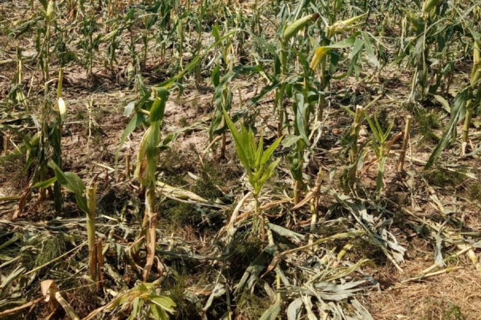 Temporale di Caselle, distrutti anche i raccolti