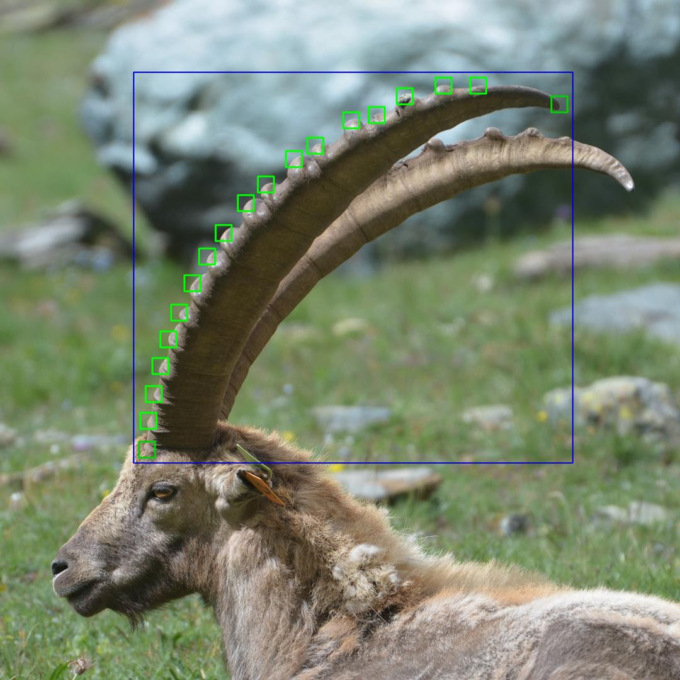 L’intelligenza artificiale per monitorare gli stambecchi del parco del Gran Paradiso