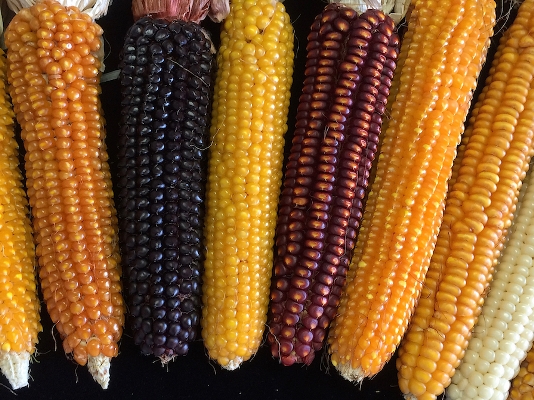 Progetto MECA, venerdì una giornata di visite in Canavese