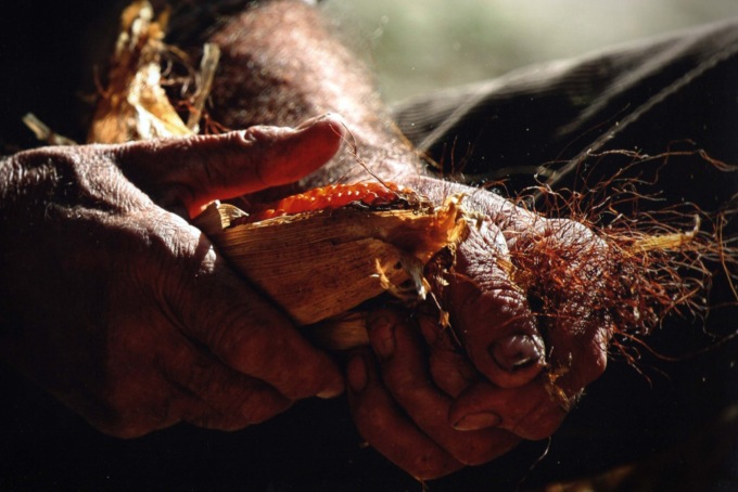 Torna la festa del Pignoletto Rosso a Banchette
