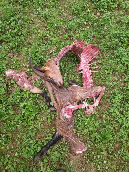 Ancora lupi al Parco della Mandria, nuovo attacco alle capre | FOTO
