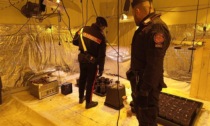 Carabinieri scoprono a Pratiglione una cascina adibita alla coltivazione di cannabis