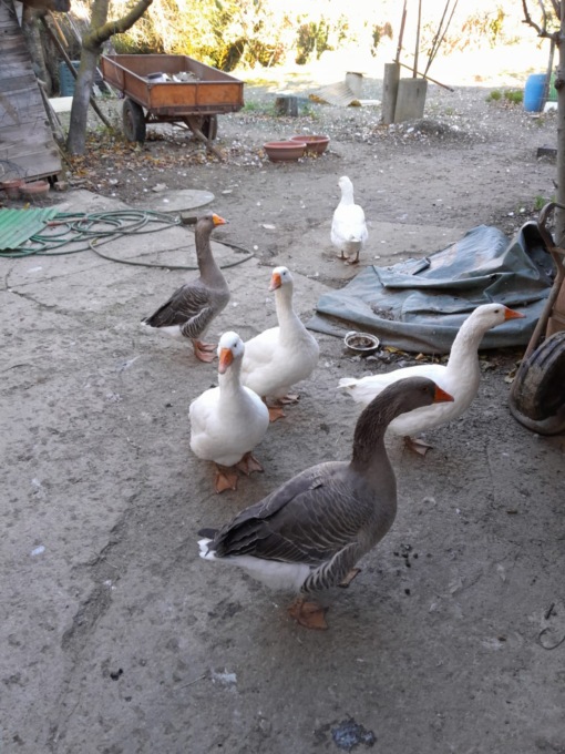 Un branco di oche come “antifurto” ha fatto scappare a gambe levate i malviventi