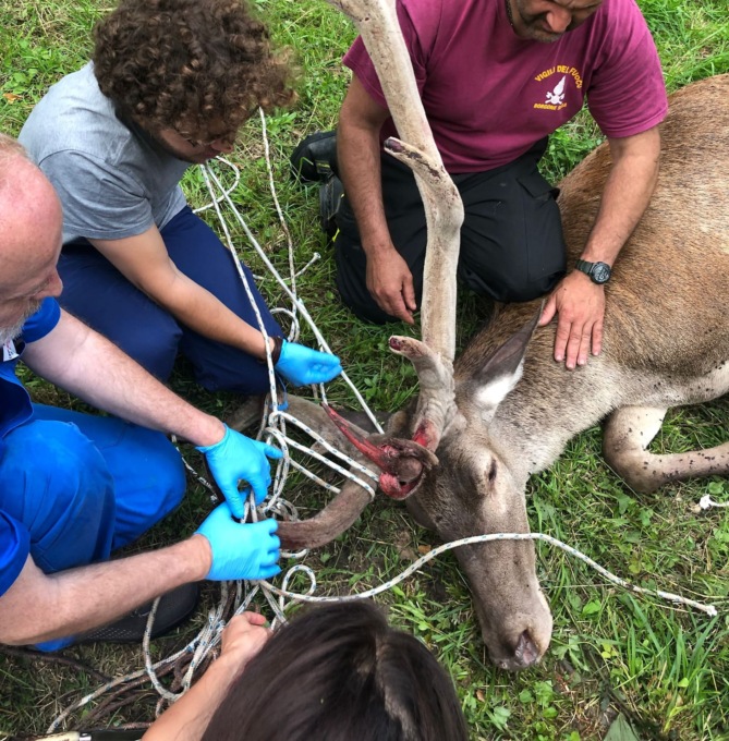 Salviamolinsieme, Città metropolitana e Canc hanno salvato 5mila animali in difficoltà nel 2023