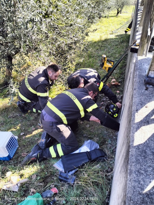 Il gatto è salvo grazie ai Vigili del Fuoco di San Maurizio