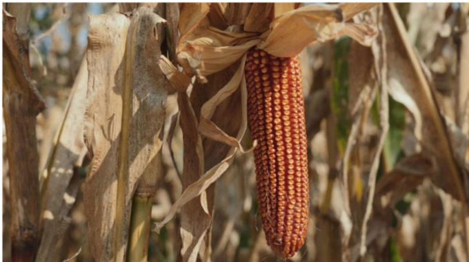 Progetto MECA per il miglioramento della qualità e delle rese del mais in Canavese