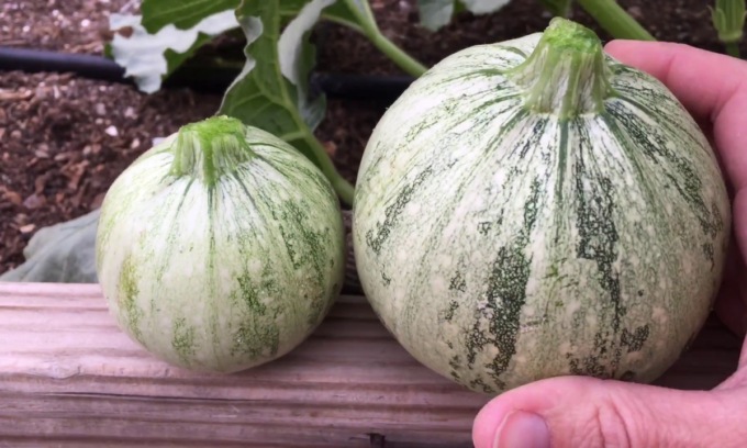 In regalo con Il Canavese e il Giornale di Ivrea lo zucchino tondo di Nizza