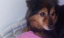 Nole, ritrova il suo cane dopo 13 anni: la bella storia di Poncho