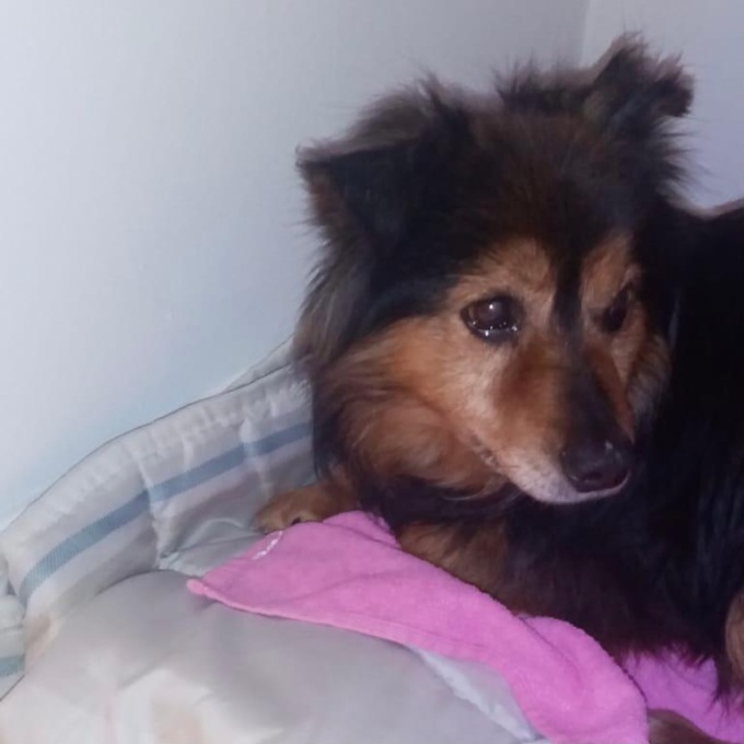 Nole, ritrova il suo cane dopo 13 anni: la bella storia di Poncho