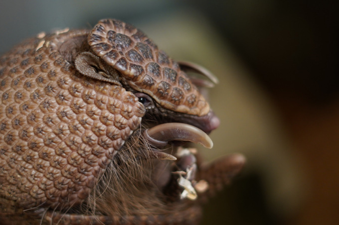 Un armadillo in Piemonte: nuovo ospite al Bioparco Zoom Torino
