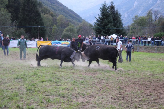 Le Regine della Valli di Lanzo in concorso