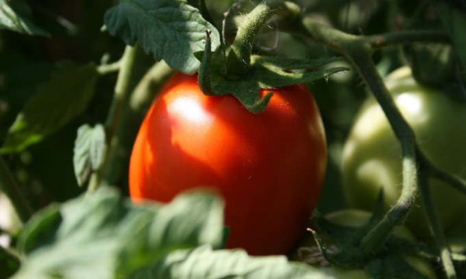 In regalo con Il Canavese e il Giornale di Ivrea il pomodoro nano Rio Grande
