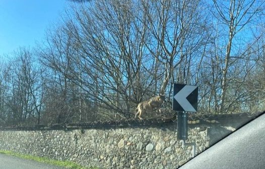 C’è un lupo che corre sulla cinta del parco La Mandria