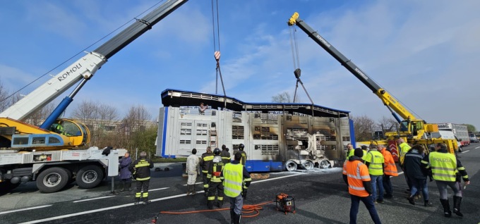 Camion prende fuoco in autostrada, vitelli muoiono carbonizzati