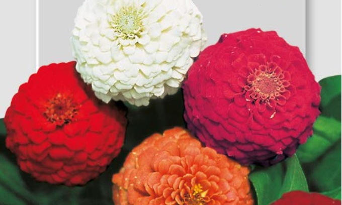 In regalo con Il Canavese e il Giornale di Ivrea coloratissime zinnie nane pompon