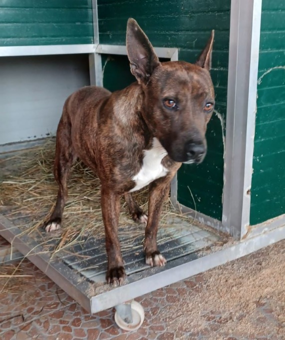 Rotary Cuorgné e Monge insieme per i cani del Canavese