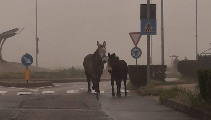 Cavalla e asino in fuga perchè disturbati dai cani lasciati liberi dai loro proprietari