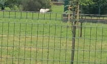 Cani senza guinzaglio al parco in via Pertini