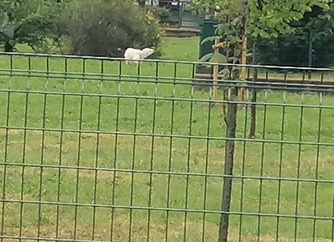 Cani senza guinzaglio al parco in via Pertini
