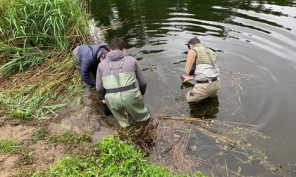Biologi e ingegneri al laghetto di Chiaverano per tutelare l'ecosistema