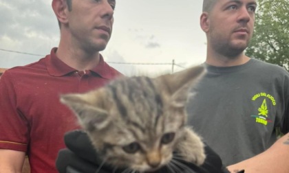 A Favria gattino salvato dai Vigili del fuoco
