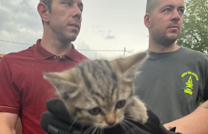 A Favria gattino salvato dai Vigili del fuoco