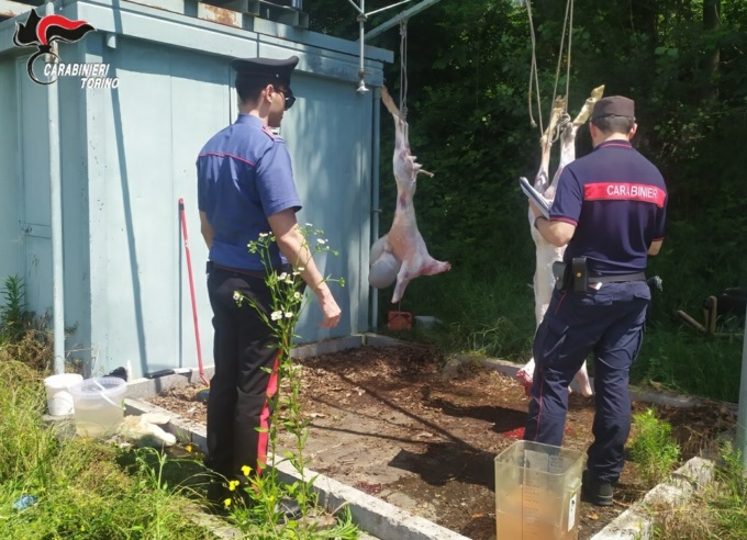 I carabinieri scoprono macellazione clandestina islamica
