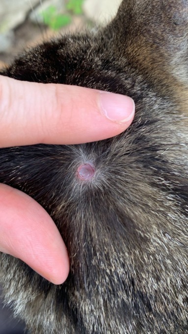 Traversella, quattro gatti feriti da spari di carabina