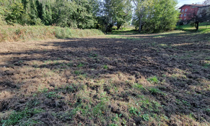 Coldiretti Torino critica la gestione dei cinghiali di Città Metropolitana all'interno del Parco dei 5 Laghi