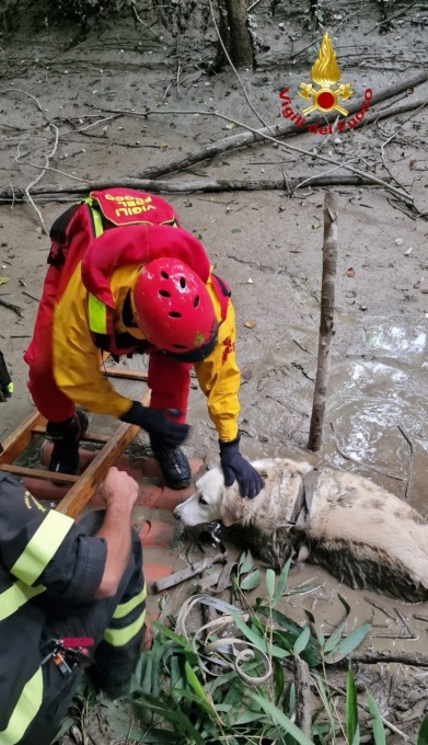 Cane soccorso lungo la Dora Baltea a Banchette