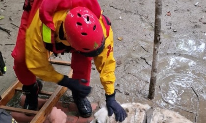 Cane soccorso lungo la Dora Baltea a Banchette