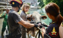 Mucca scivola in un canale a Mathi, portata in salvo dai Vigili del fuoco