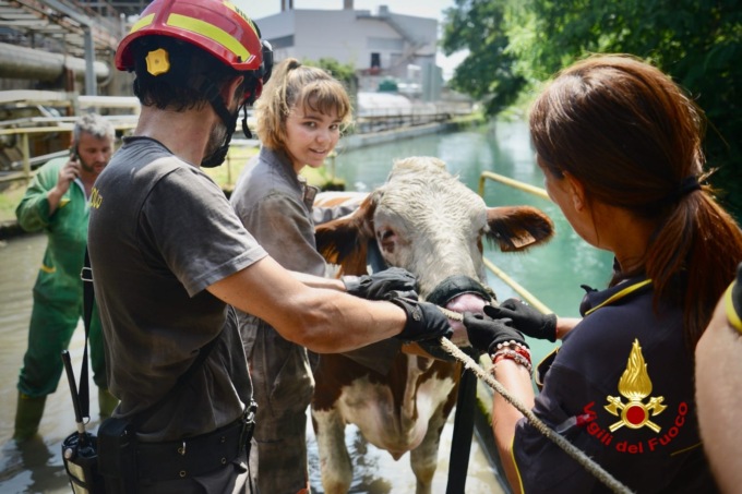 Mucca scivola in un canale a Mathi, portata in salvo dai Vigili del fuoco