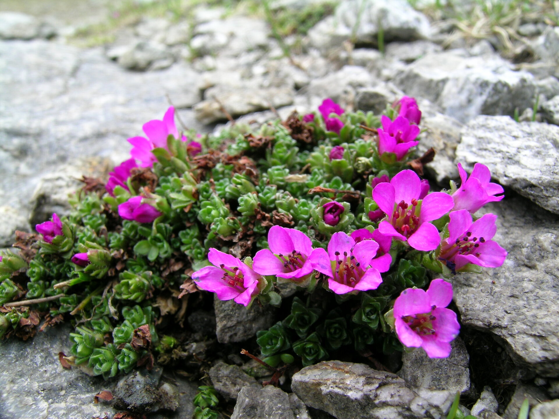 Saxifraga oppositifolia1