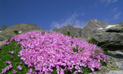 Parco Nazionale del Gran Paradiso, le piante occupano ora le arre dove prima c'erano i ghiacciai