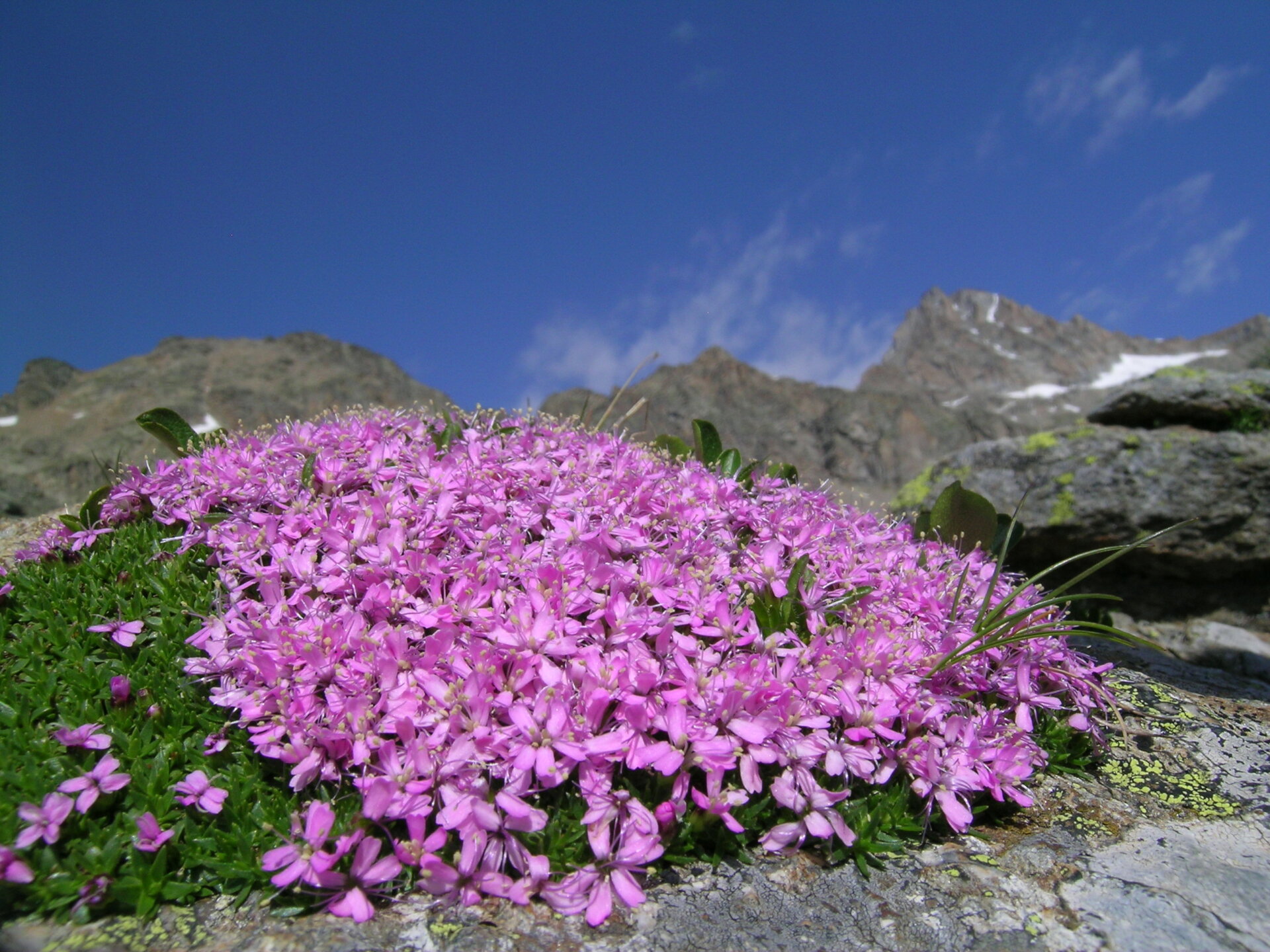 Silene exscapa