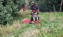 Capriolo intrappolato in un macchinario a Valperga