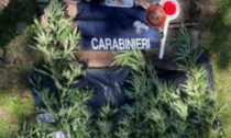 Scoperta piantagione di marijuana a Val di Chy: due olandesi denunciati