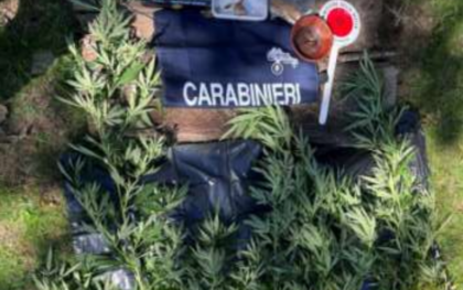 Scoperta piantagione di marijuana a Val di Chy: due olandesi denunciati