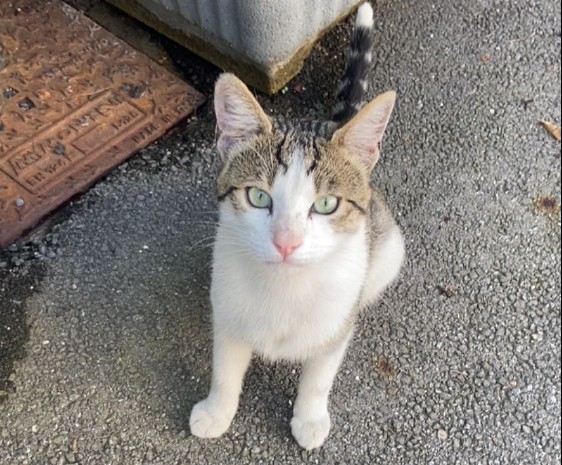 «Serve un grosso aiuto per questi animali “invisibili” che hanno urgenza d’adozione per le loro condizioni»