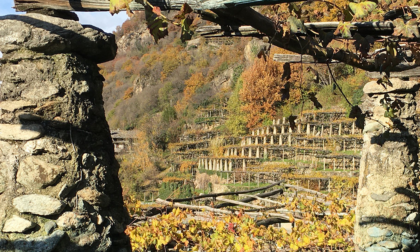 Paesaggi terrazzati dei vigneti eroici patrimonio nazionale