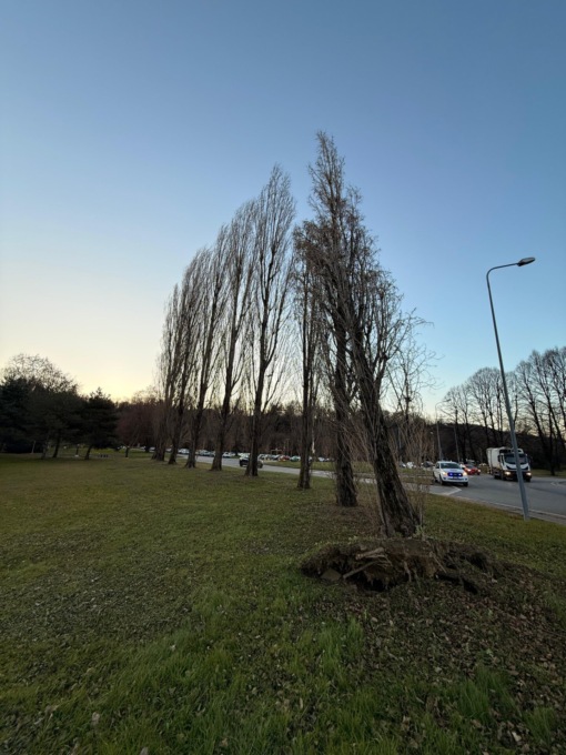 Albero sradicato dal vento, l’intervento dei Vigili del fuoco di Ivrea
