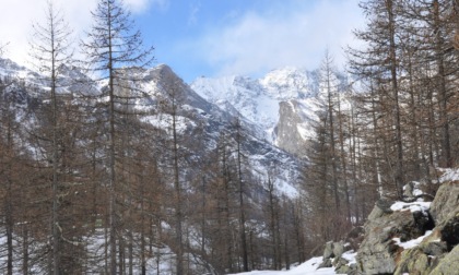 Patrimonio boschivo, c’è una risorsa   di qualità per Ala, Balme e Cantoira