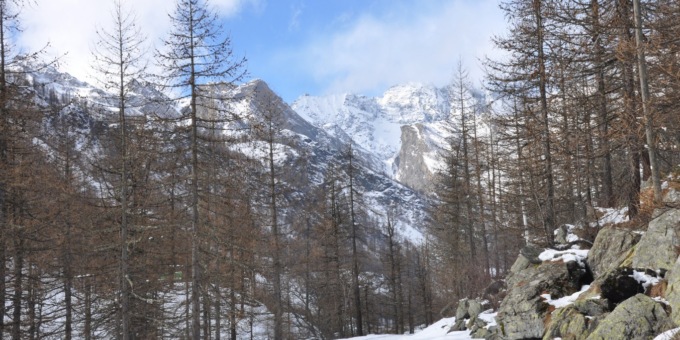 Patrimonio boschivo, c’è una risorsa   di qualità per Ala, Balme e Cantoira