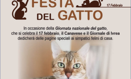 Celebra la Festa del Gatto: il Canavese e il Giornale di Ivrea dedicano pagine speciali ai vostri felini!