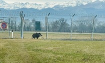 Cinghiale a spasso sulle piste dell'aeroporto Sandro Pertini di Caselle